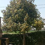 בית אירוח Privata Vicino A Venezia In Aperta Campagna *